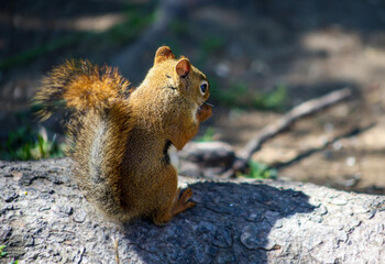 Red Squirrel Eating on Fallen Tree Trunk
