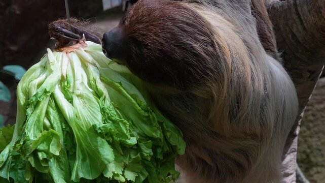 Close up of a sloth eating lettuce on a tree on a sunny day