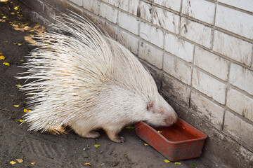 white porcupine drinking water in zoo enclosure