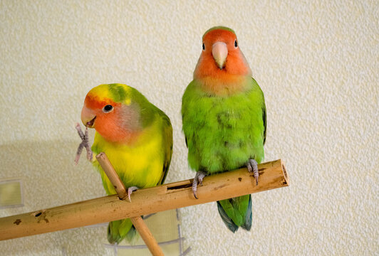two lovebirds sitting on perch, yellow male biting his finger, green female looking at camera
