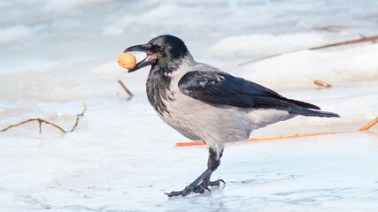 wild duck in snow