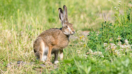 wild rabbit in the grass