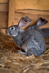 A gray rabbit sits on straw inside a wooden cage, close-up side view, with soft focus background and foreground.