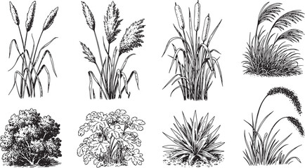 Collection of grass and bush sketches isolated on