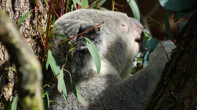 Close up of an koala bear head sitting on a tree branch and eating eucalyptus leaves ona sunny summer day