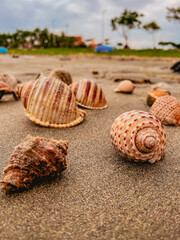 large assorted seashells on vietnam beach in closeup view
