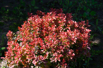 Beautiful small bush of decorative red-leaved barberry