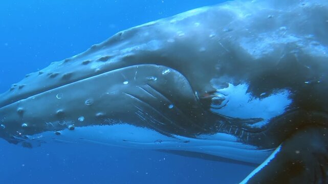 Witness the awe-inspiring presence of Humpback Whales in their natural habitat. Observe their movements and unique features as they navigate the deep blue waters of the ocean.