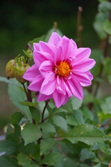Obraz premium Pink dahlia flower Dahlia perennial herbaceous plant of the Asteraceae family summer autumn gardening nature flora