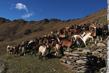 Ziegenherde bei San Gotthardo / Rimella, Piemont