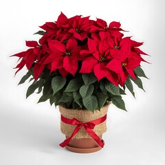 A poinsettia plant with red bracts in a pot wrapped with burlap and a red ribbon bow on white