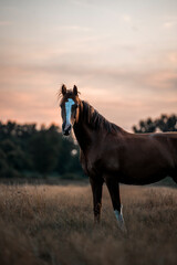 horse in the field meadow