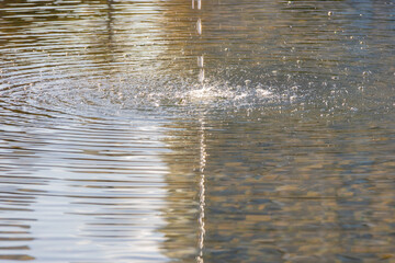 Water drops splashing creating ripples on surface