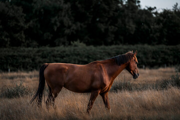 horses in the field in a beautiful herd pony 