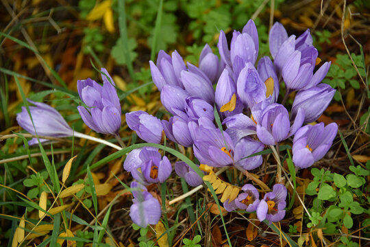 Flowers cluster of flowering plants autumn crocus bright purple petals with red-orange stigmas nature flora