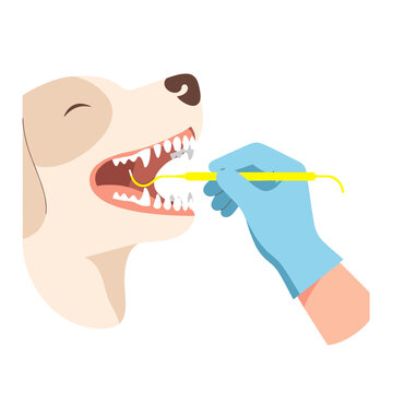 Dog dental cleaning procedure with veterinary tools and gloves  