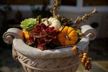 autumn still life with pumpkins