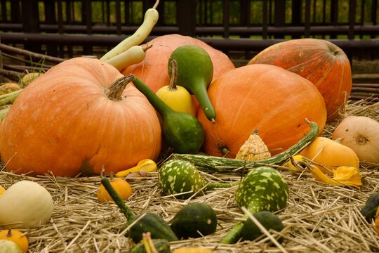 pumpkins and gourds on a bed of hay