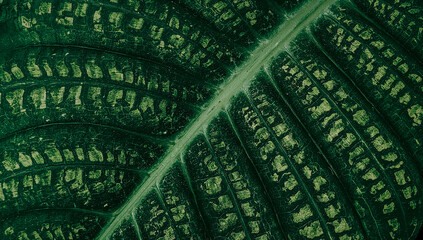 Close up alocasia leaf textures and intricate patterns