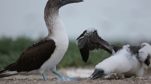 PAJARO O PATO BOBO DE PATAS AZULES AVES MARINAS DE LA COSTA DEL OCEANO PACIFICO