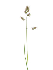 Blooming orchard grass or cat grass isolated on white, Dactylis glomerata