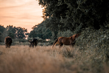 Naklejka premium horses in the field in a beautiful herd pony 