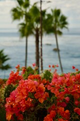 apricot bougainvillea blooming along the coastline
