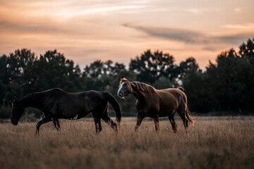 beautiful chestnut horse in dusk in the field pasture pretty outside equine photograph