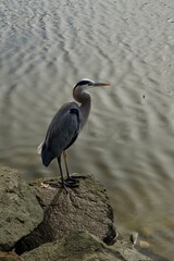 great blue heron along the beach