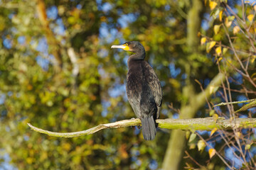 shiny plumage, beautiful cormorant on a branch, showing its back, green leaves of trees in the background, cormorant from the side, large dark bird, sunshine, Phalacrocoracidae