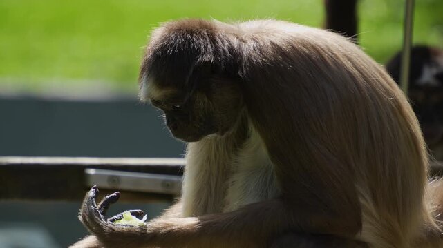 Close up spider monkey sitting and eating lettuce on a sunny day