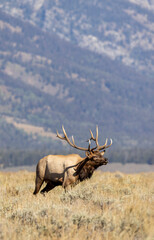 Fototapeta premium Bull Elk During the Rut in Autumn in Grand Teton National Park Wyoming