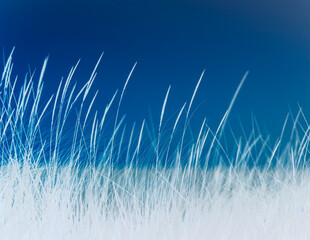 Field of seagrasses, close up with blue tones. 