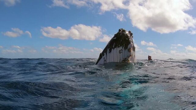 Observe a majestic Humpback Whale gracefully rising from the depths near Moorea. It Spyhops, revealing its barnacle-covered head, briefly surveying its surroundings in the clear, blue Pacific Ocean.