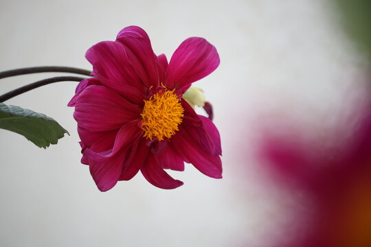 Close-Up of a Pink Dahlia Flower with Yellow Center on Soft Background