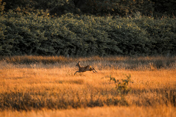 deer in the field running