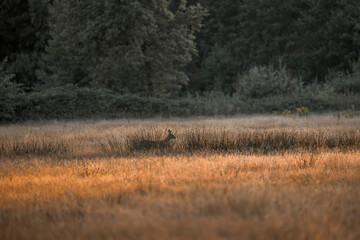 deer in the field running © PIC by Femke