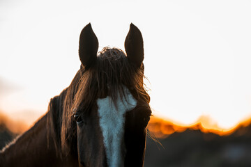 beautiful chestnut horse in dusk in the field pasture pretty outside equine photograph