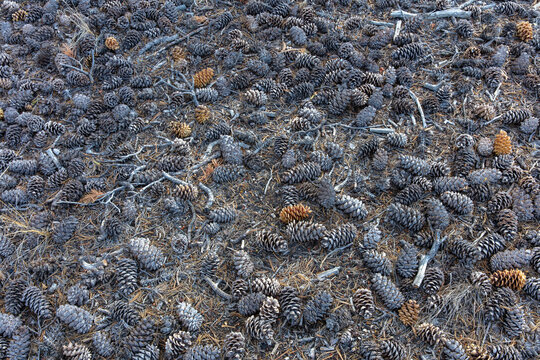Scattering of pine cones on the ground