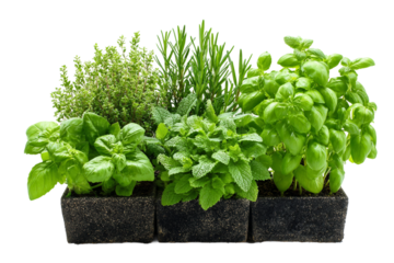 DIY herb garden kit isolated on transparent background