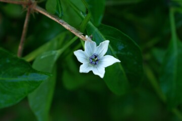 Experience delicate beauty with a vibrant eggplant flower blossom, perfect for adding a touch of nature's elegance to your projects or designs in the spring season