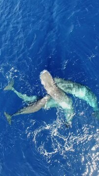 Witness beauty of family of sperm whales gliding beneath azure waves. Watch nurturing mother guide her curious calf through vibrant waters of Azores, true celebration of nature's wonders.