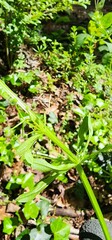 Georgia Wildflower