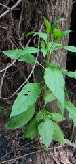 green leaves in the forest