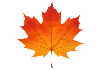 Maple leaf displaying vibrant autumn colors of red and orange, isolated on a transparent background, symbolizing fall season