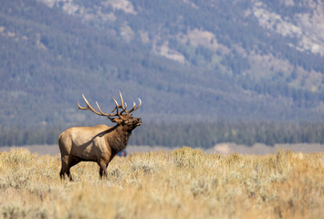 Obraz premium Bull Elk During the Rut in Autumn in Grand Teton National Park Wyoming