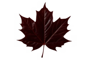 Dark red maple leaf displaying autumn colors, isolated on transparent background. Concept of season, fall, change