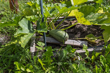 Obraz premium Mature zucchini resting on wooden plank in garden bed, surrounded by large green leaves. Soil and garden vegetation visible, with metal support pole nearby