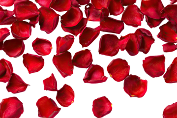 Red rose petals scattered on black background