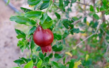 A single vibrant red pomegranate hangs prominently from a green branch, surrounded by lush leaves, ready for harvest in a sunlit orchard.
